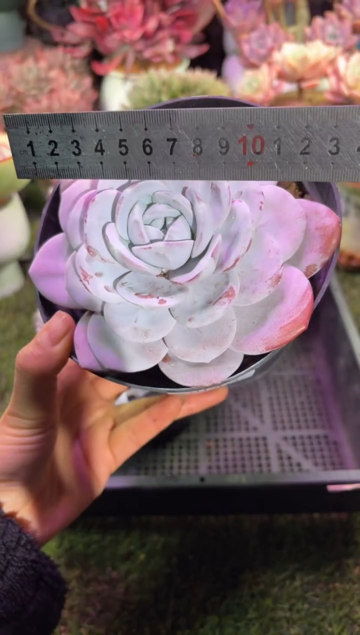 【闪购商品】10204