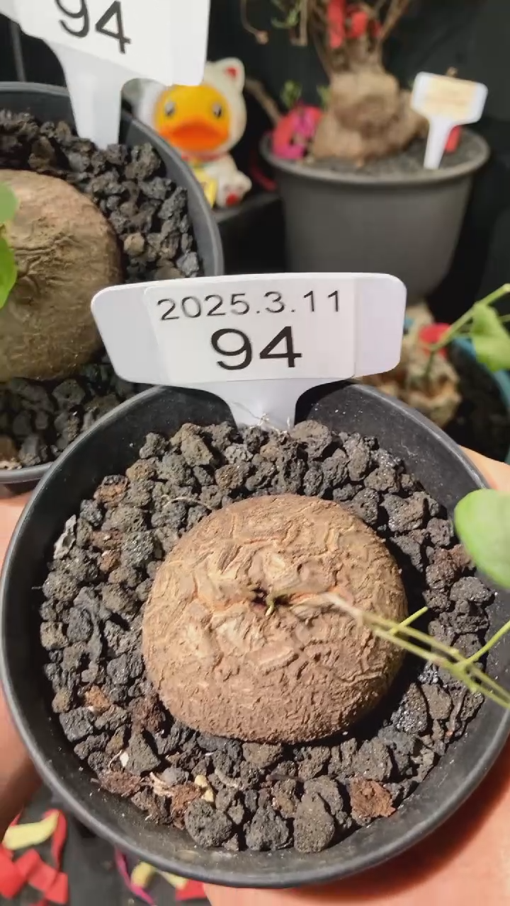 【闪购商品】南非龟甲龙3.11.94