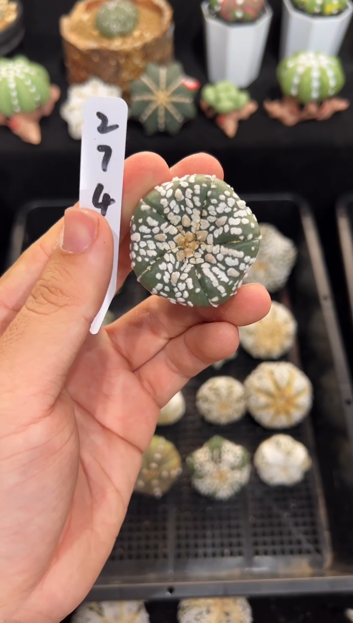 不含盆土实生微纹编码274