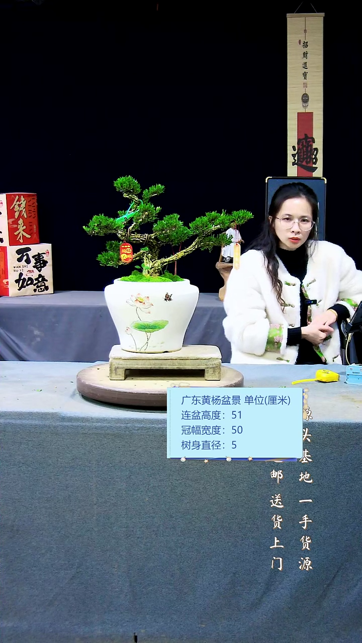 【闪购商品】黄杨盆景黄杨盆景