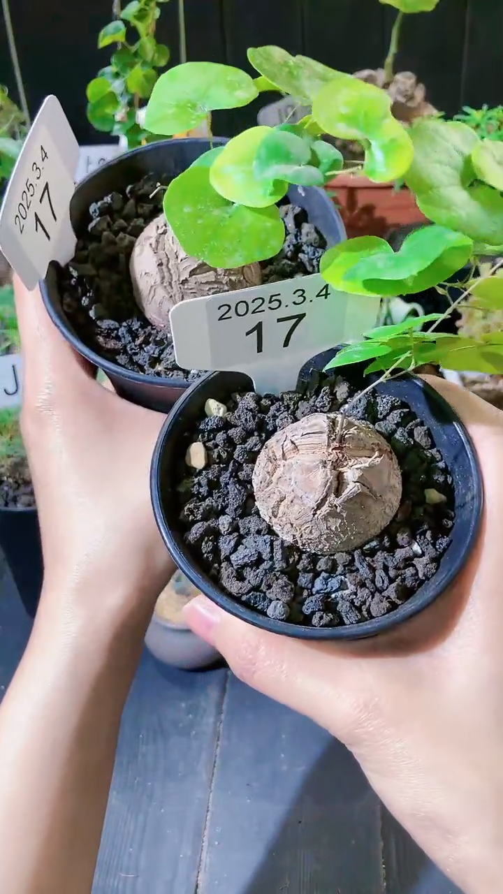 【闪购商品】南非龟甲龙3.3.17