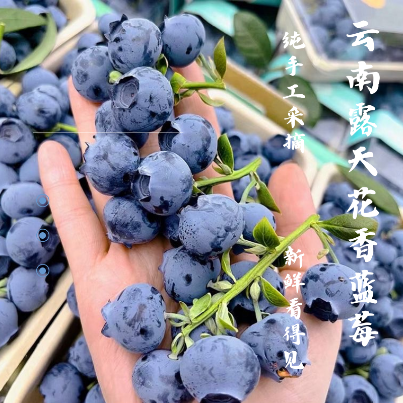 【花香蓝莓】云南澄江露天蓝莓基地直发脆甜爽口口爆汁爆浆现摘现发