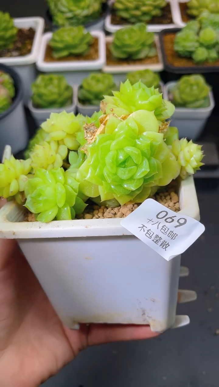 069白银祭司一物一拍