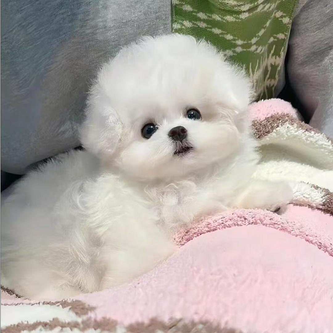 宠物狗活体通用链接