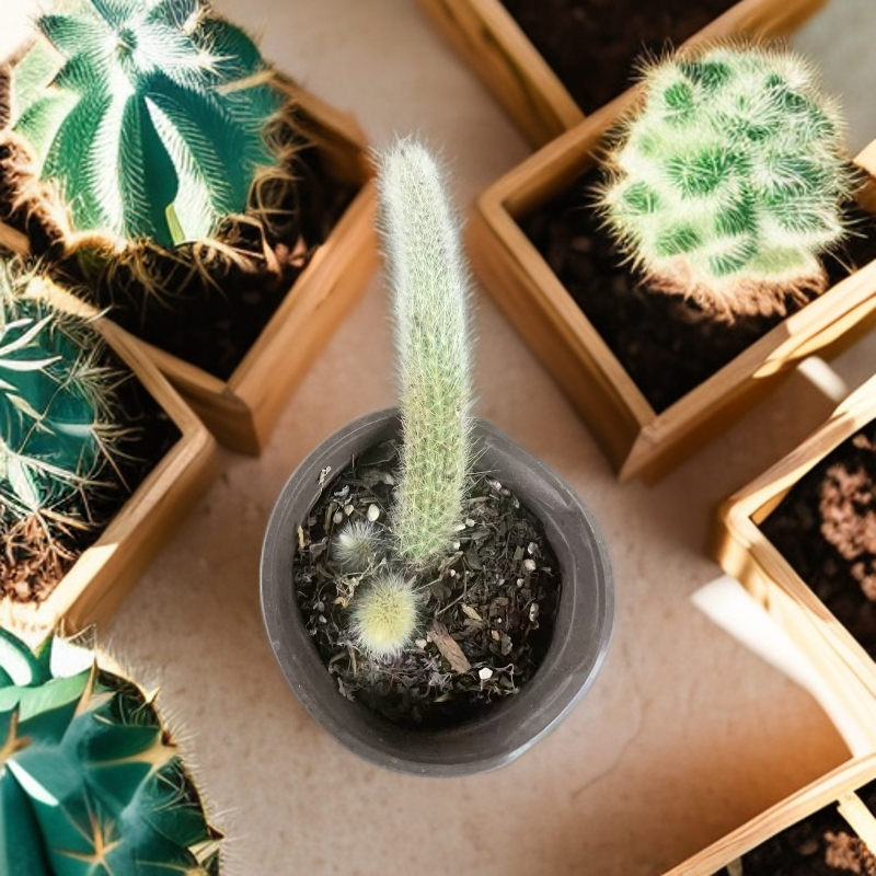 长毛软毛开花九尾狐多肉植物高档室内盆栽仙人掌