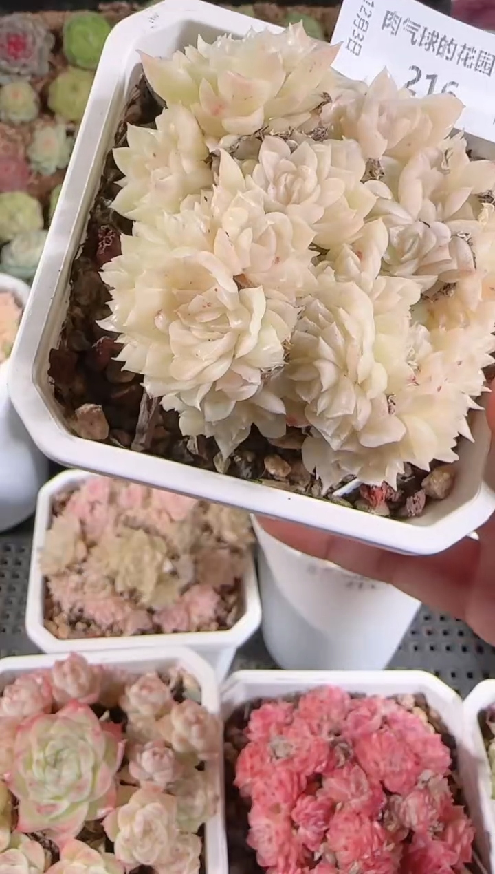 1203-216多肉群生不包整