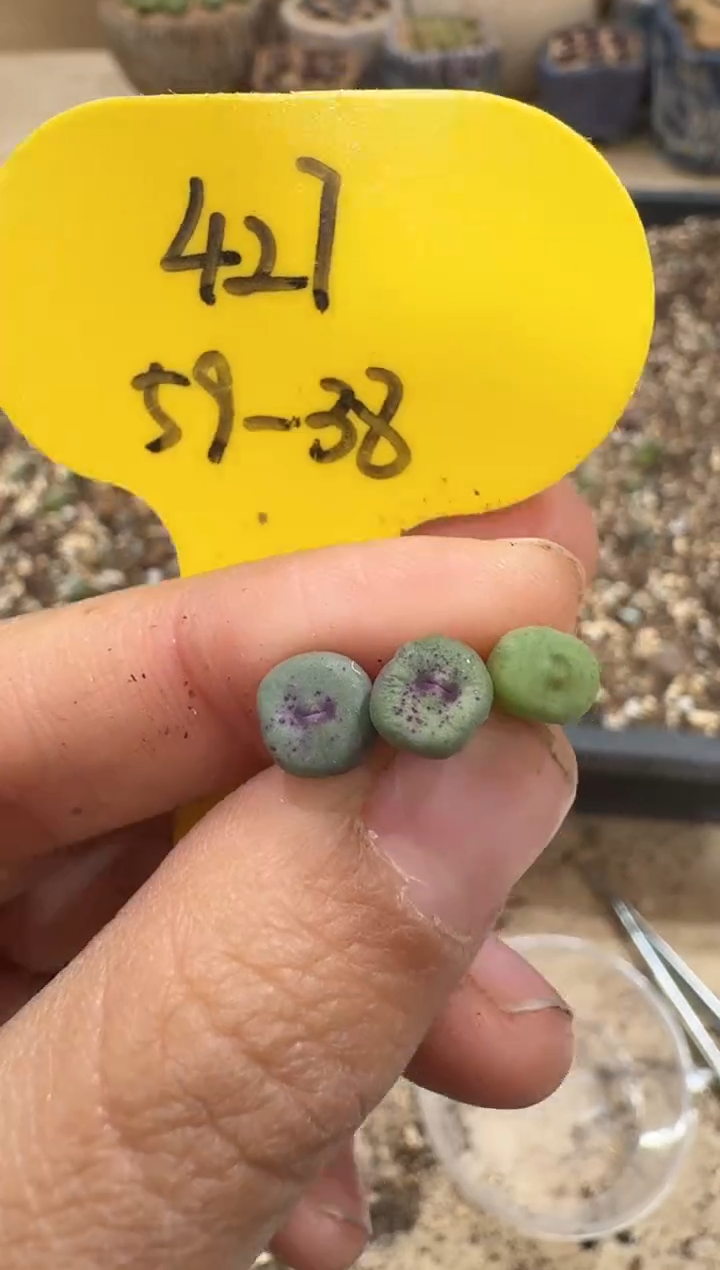 多肉植物肉锥3-78ts427一颗