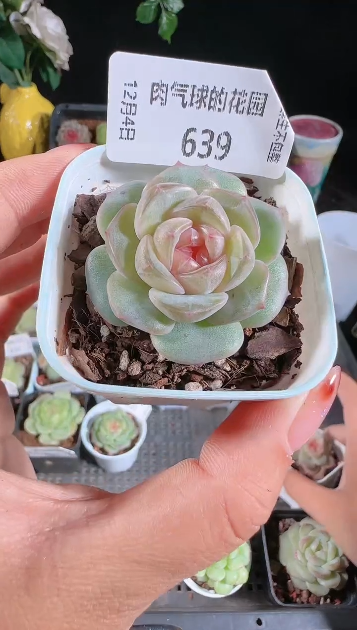 1204-639暗香多肉群生不包整