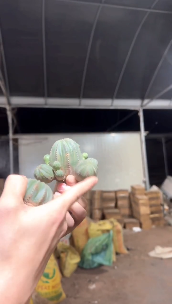 欧系 布纹球【带根】不指定带崽