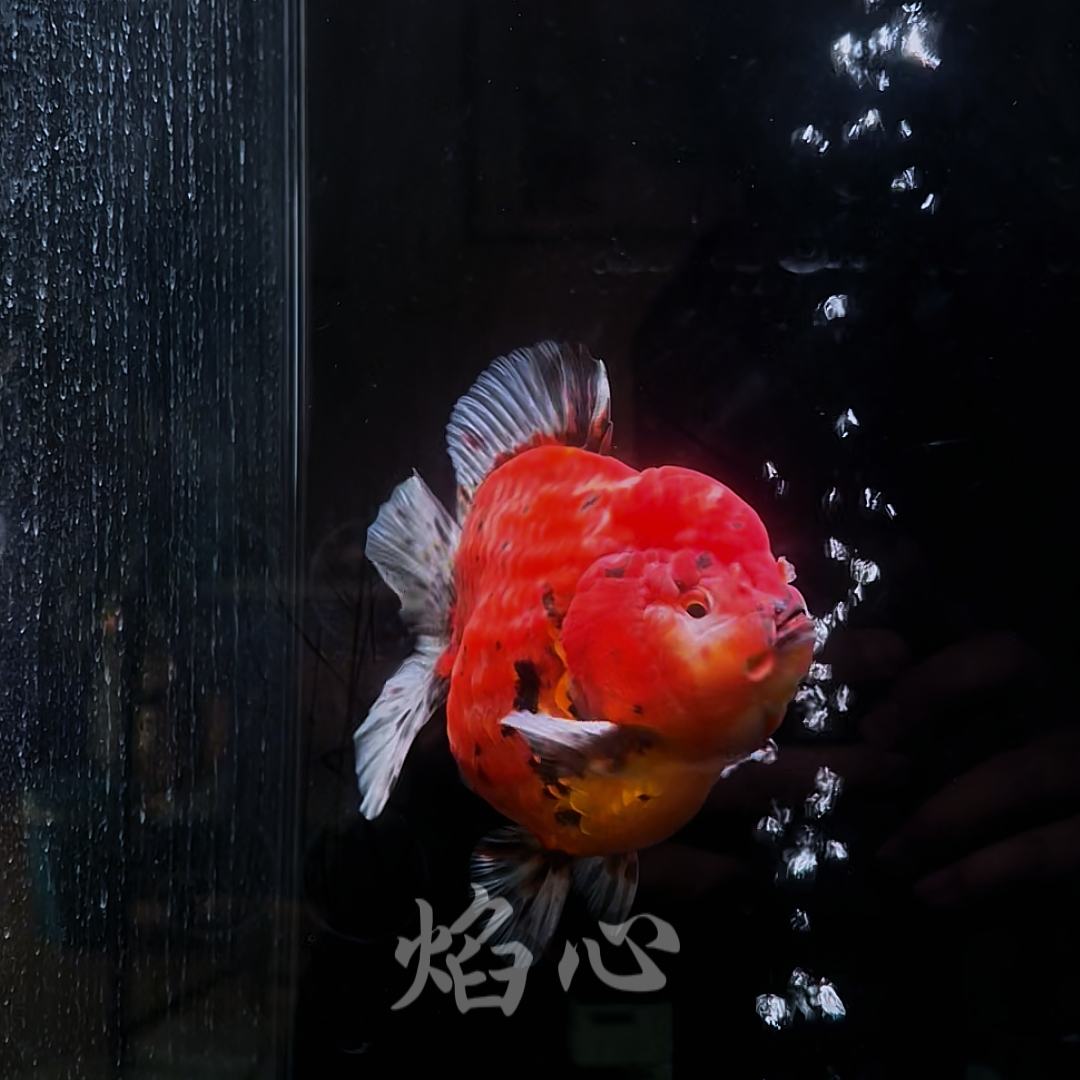 焰心-短尾将军泰狮金鱼活体观赏鱼