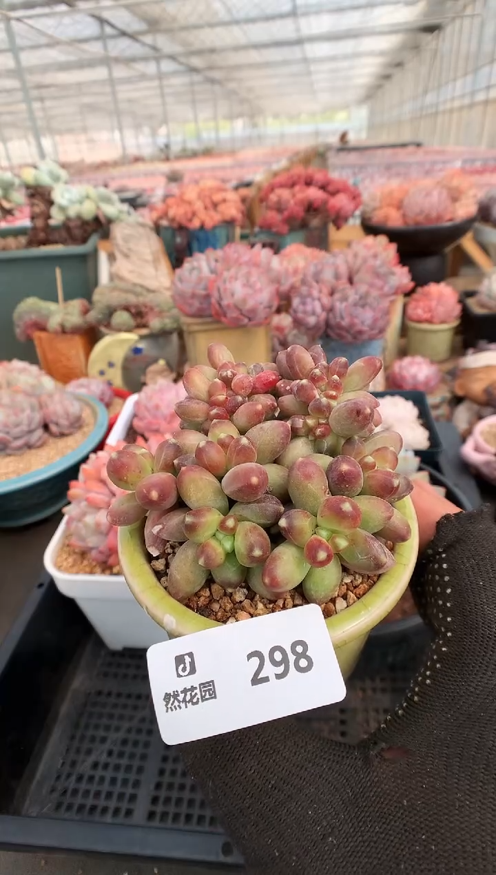 【闪购商品】298千代田一物一拍