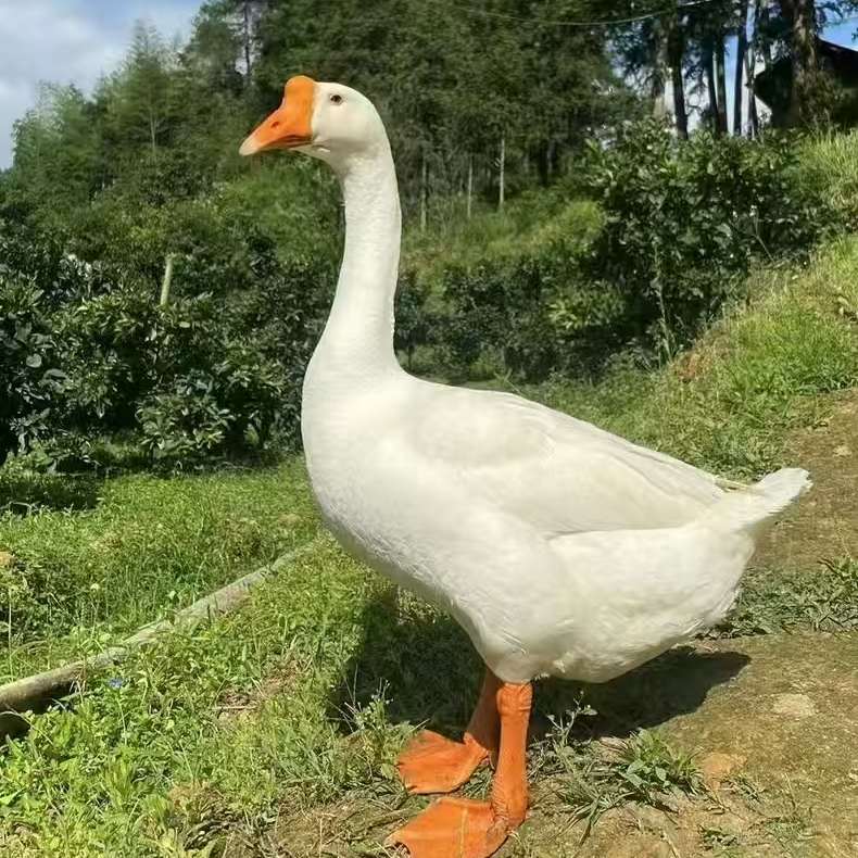 柯尔四季大白鹅宠物 好喂养 10只