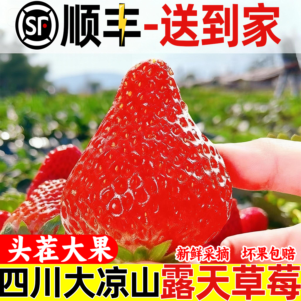【顺丰到家】露天牛奶草莓大凉山新鲜现摘现发香甜美味8甜2酸1奶香
