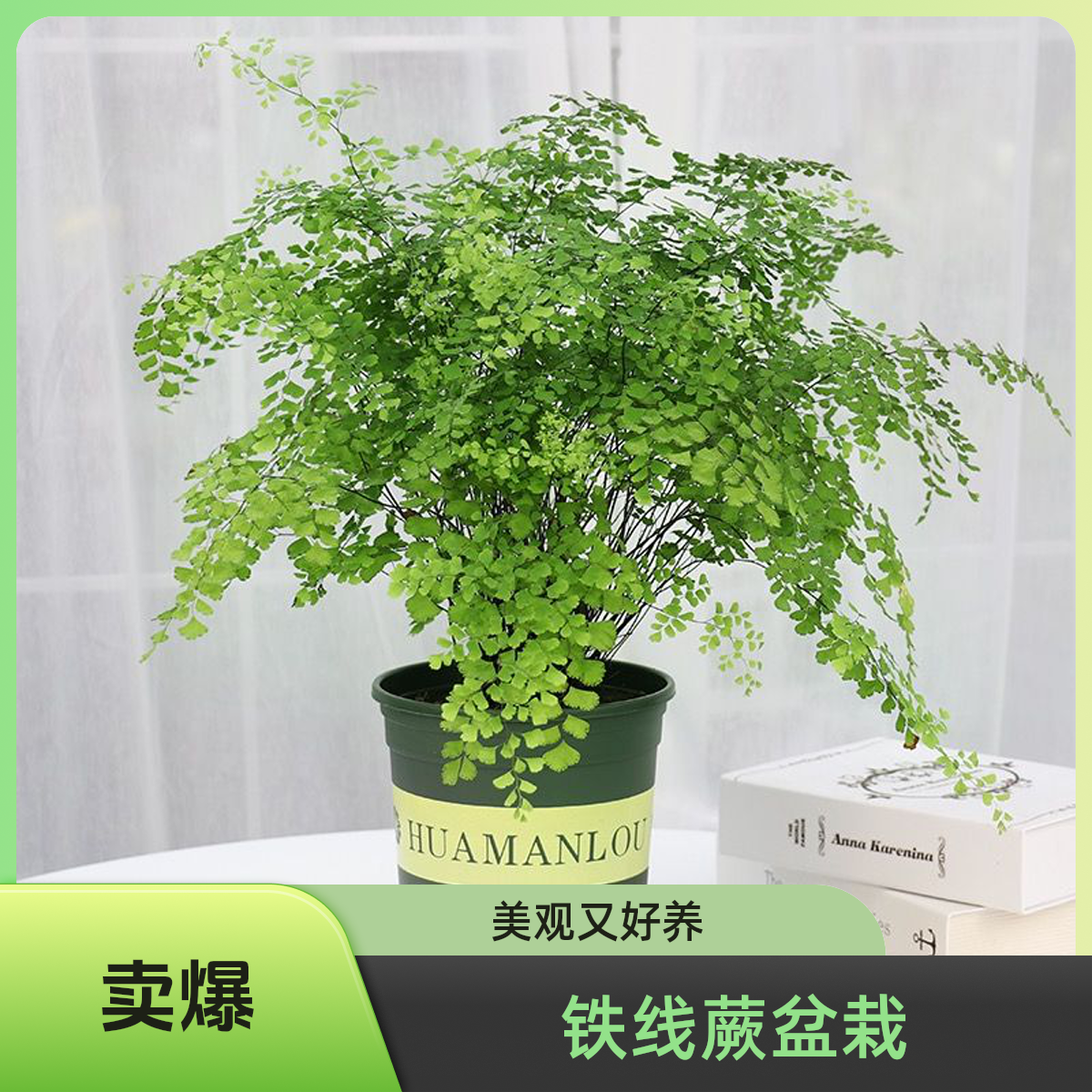 铁线蕨盆栽室内绿植耐阴好养净化空气观赏花卉