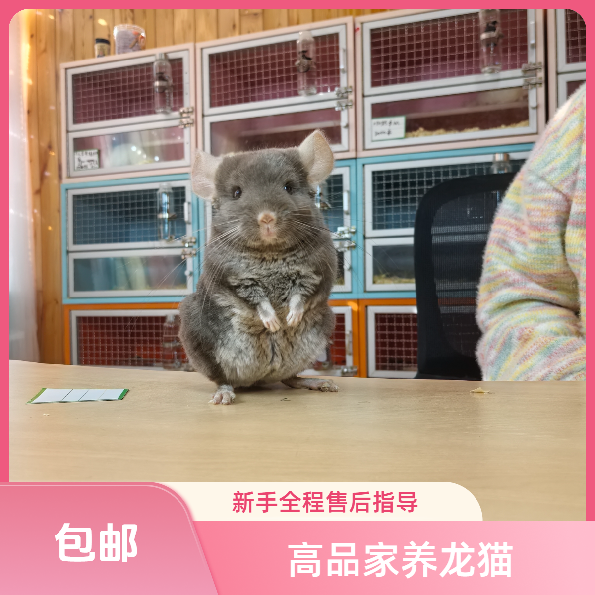 高品家养宠物龙猫活体幼崽多种颜色（直播间一猫一拍联系客服改价）