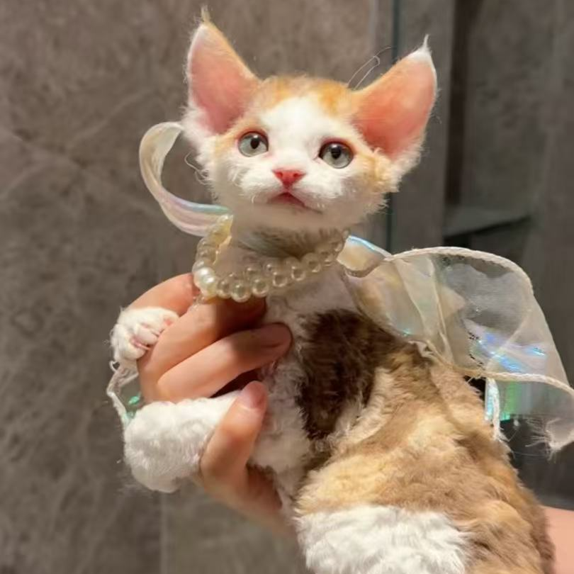 彩虹家德文卷毛猫 巧克力三花长毛妹妹16000