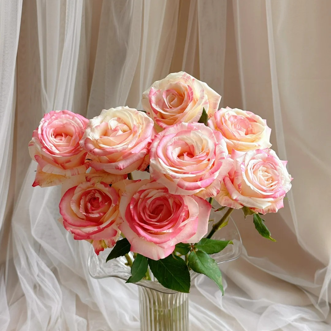 x【霓裳】雪姐专属 一单中通两单升级顺丰/德邦+保鲜剂5包+配草