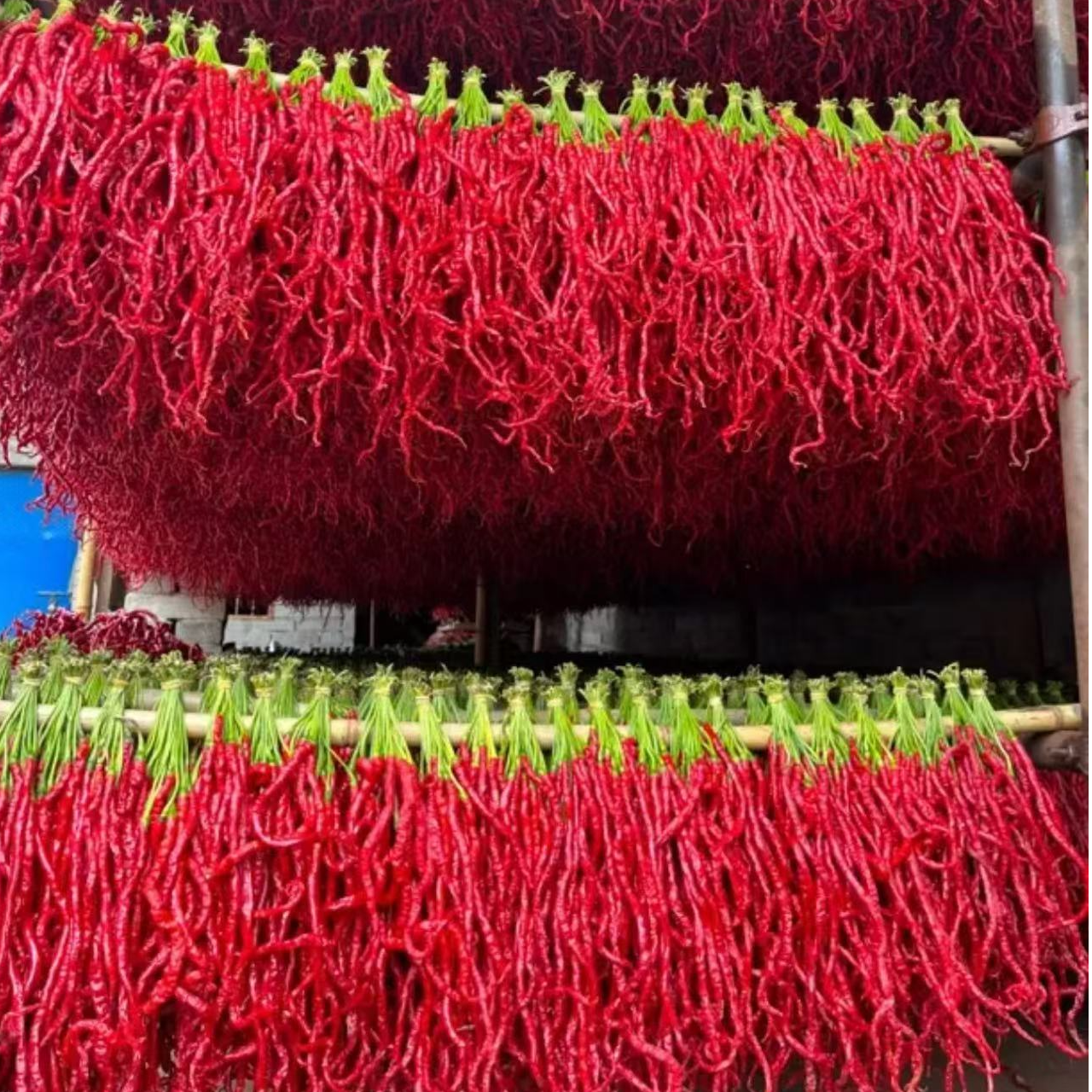 贵州毕节特香皱皮干辣椒