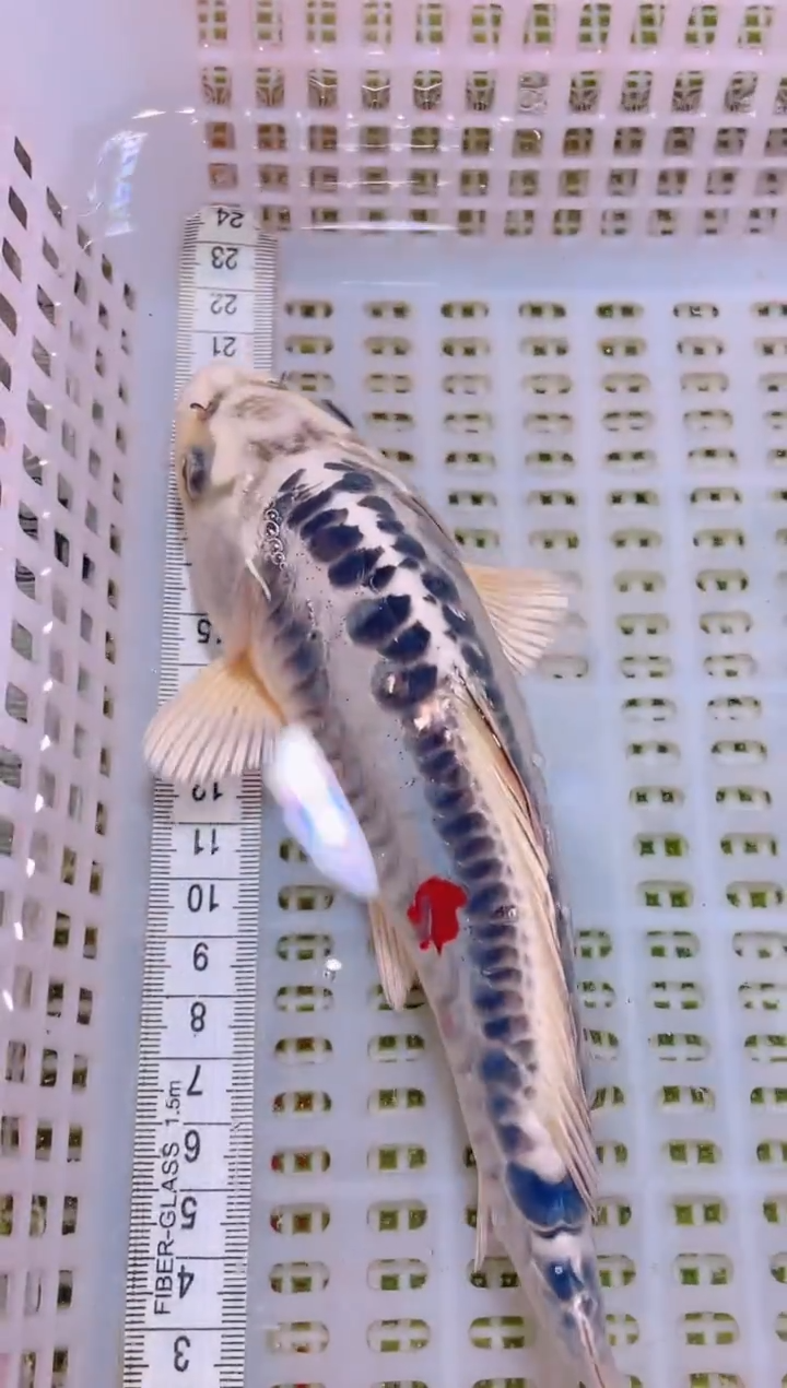 锦鲤冷水观赏鱼全场包邮79