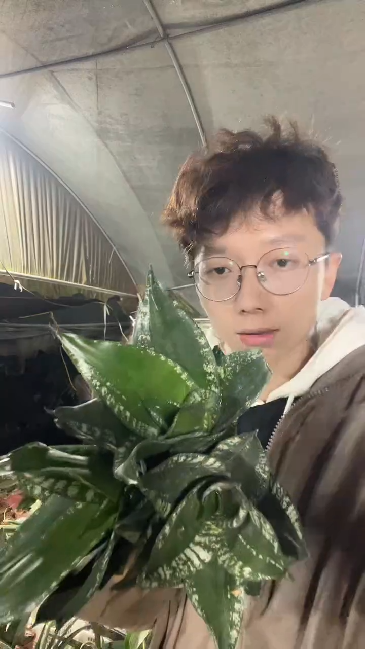 矮脚星空裸根3棵15.8