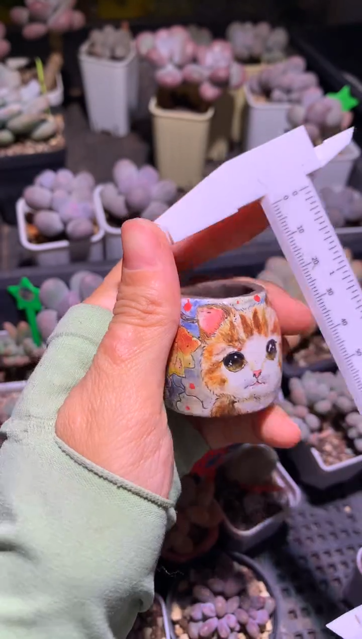 花盆哈哈哈小猫花盆