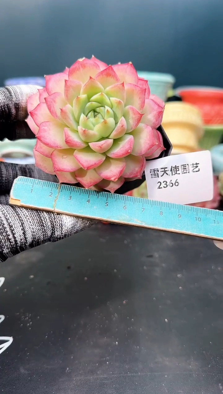 2 366  青山 （冠幅 6 cm）