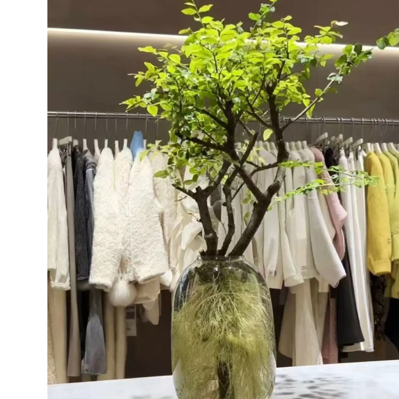 网红水培小叶女贞发根植物室内好养易活适合茶室客厅绿植