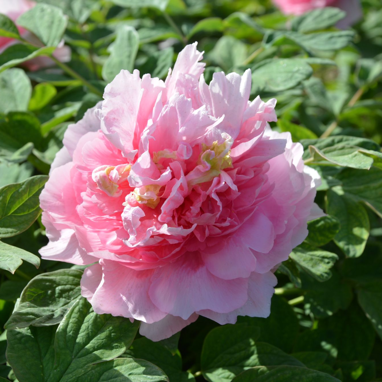 【贵妃插翠】 菏泽精品牡丹十年牡丹 先发肥料秋季发苗 粉色系