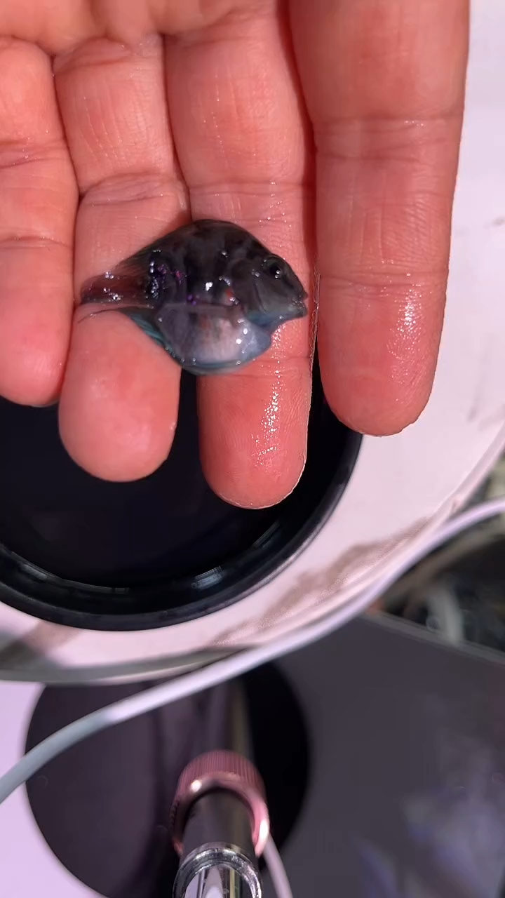 鹦鹉鱼1411411411441