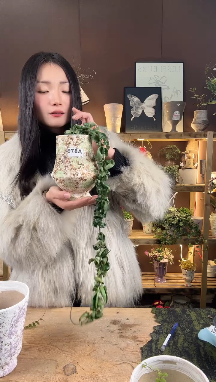 以实际为准876卷叶球兰加盆一套