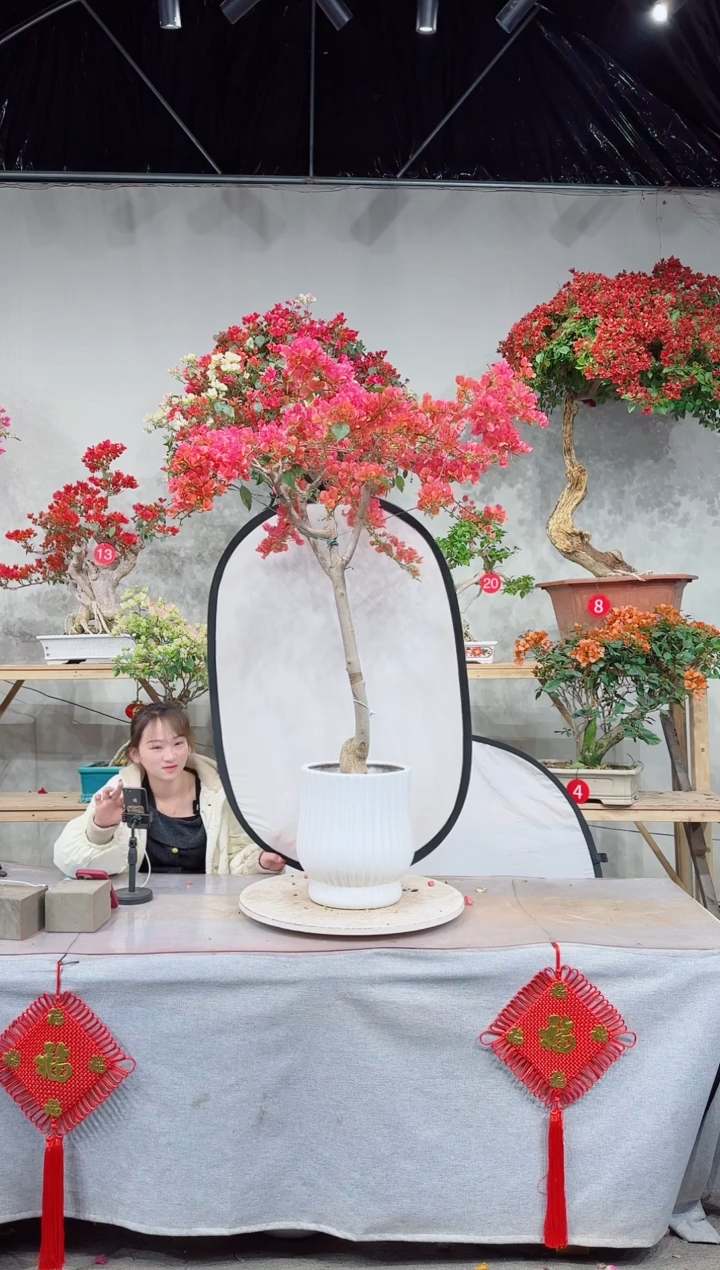 【闪购商品】盆景月光橙