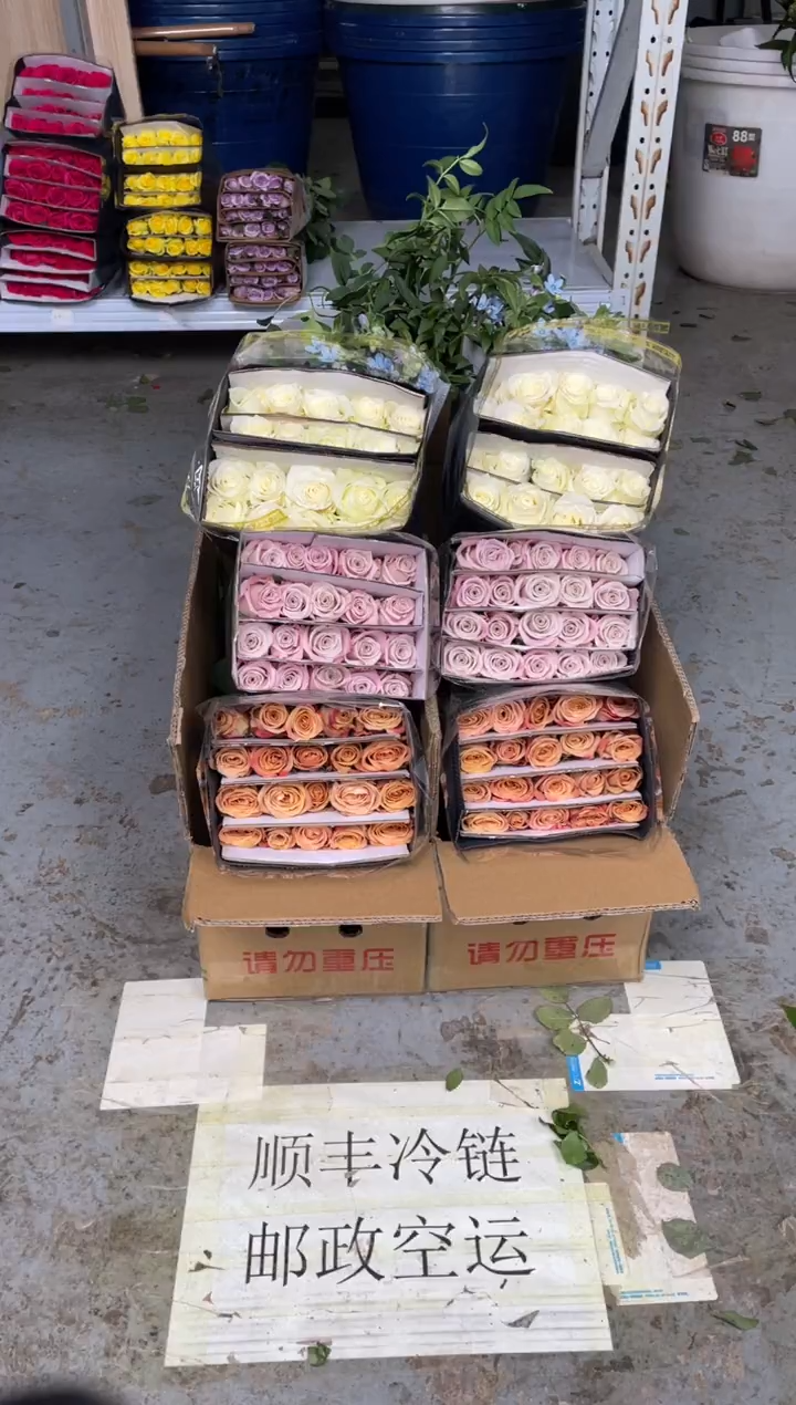 卡布20枝+曼塔20枝+骄傲20枝+蓝星花+九星叶