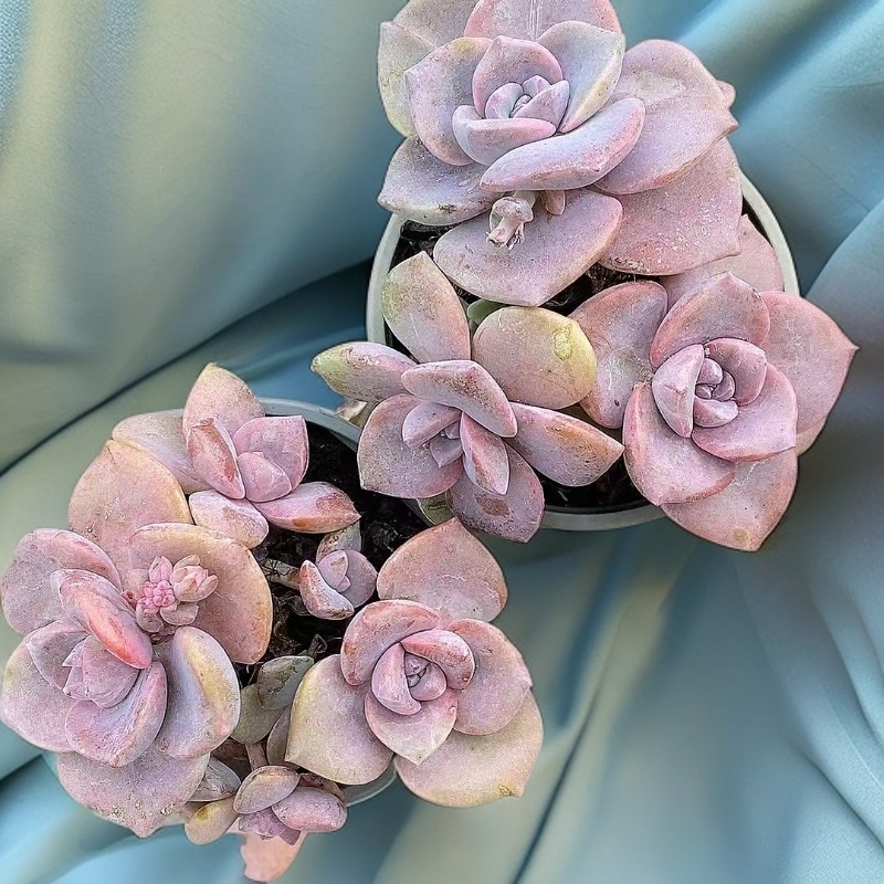 小彩虹糖2盆  熊猫多肉（满19包邮）脱土发庭院美观  净化空气  