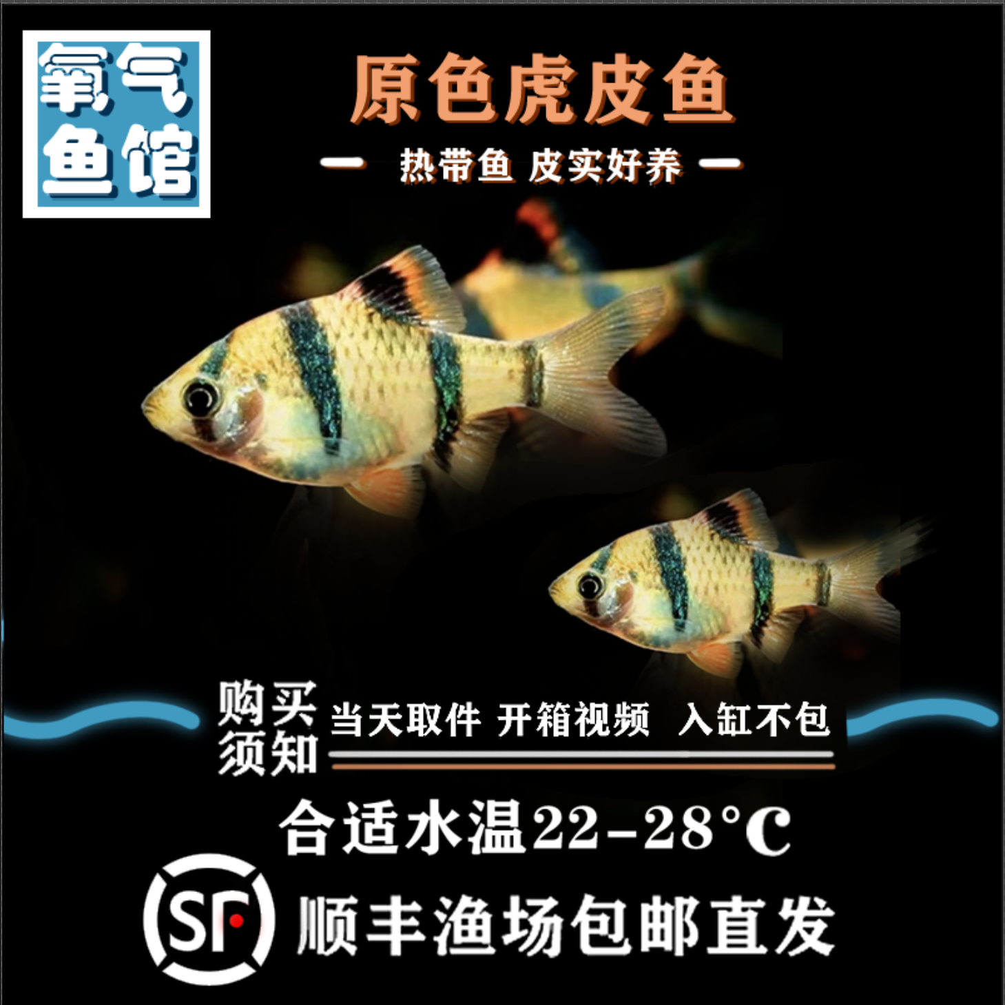 宠粉限时特价活动原色虎皮鱼