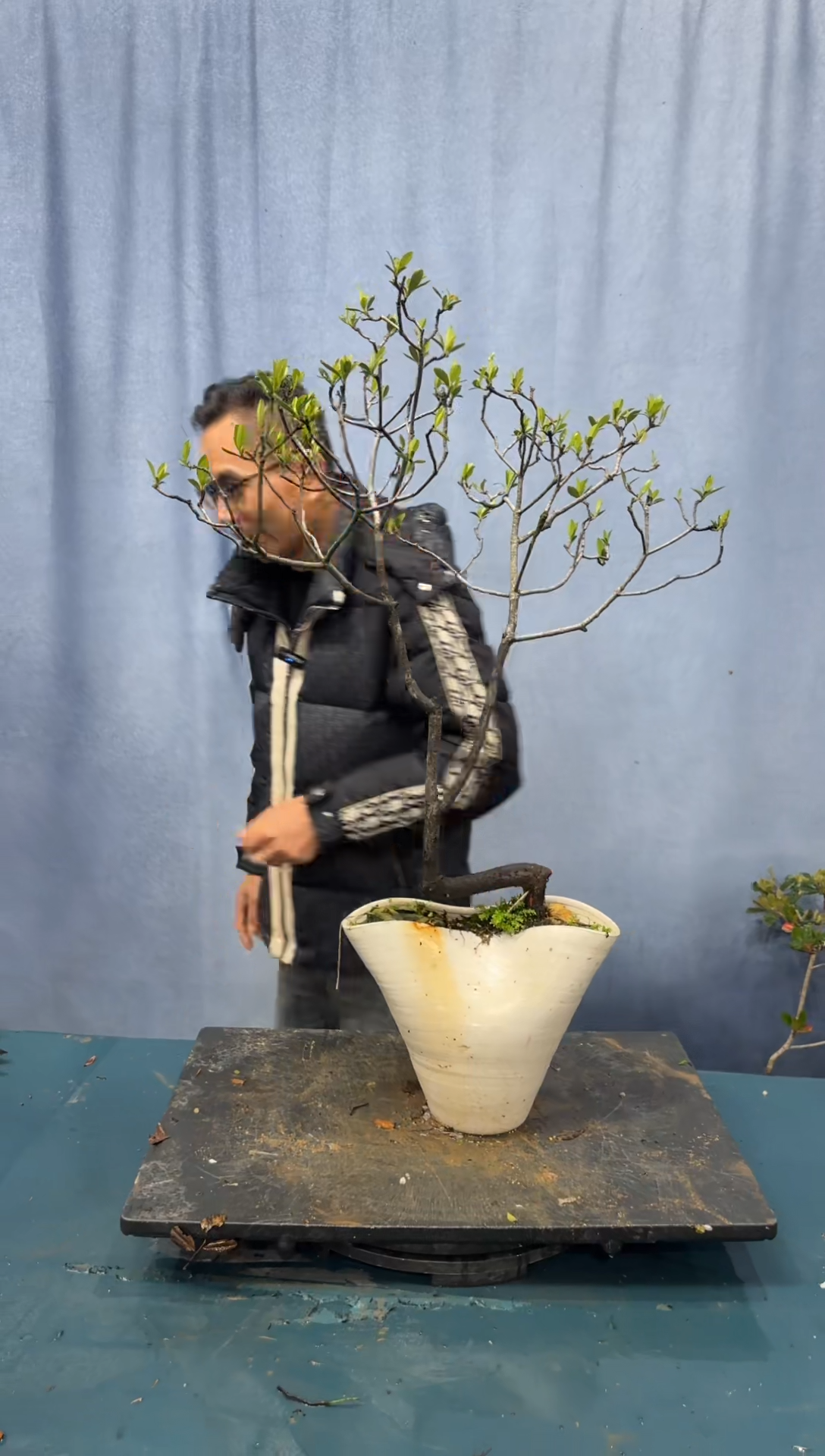 【闪购商品】盆景春花