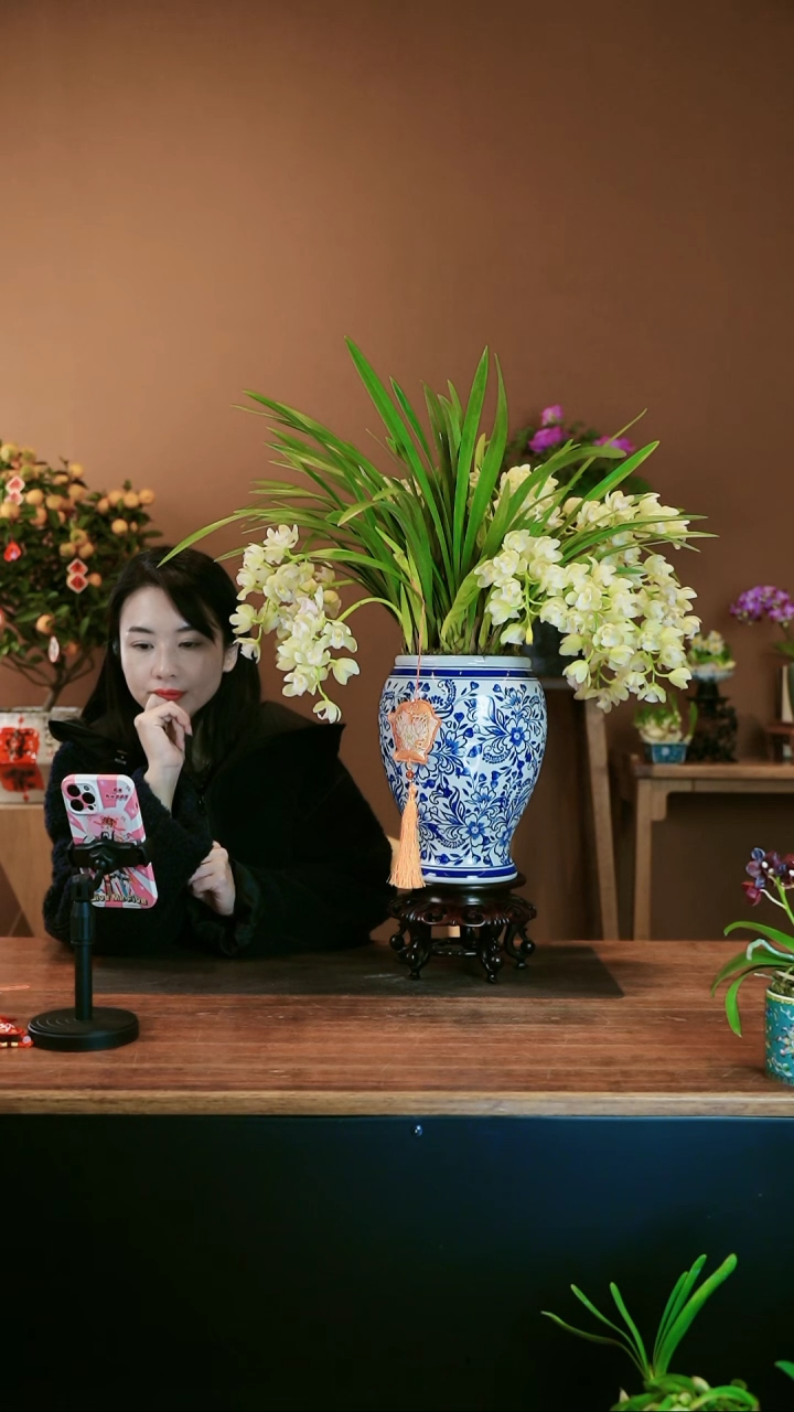 【闪购商品】盆景白玉香兰