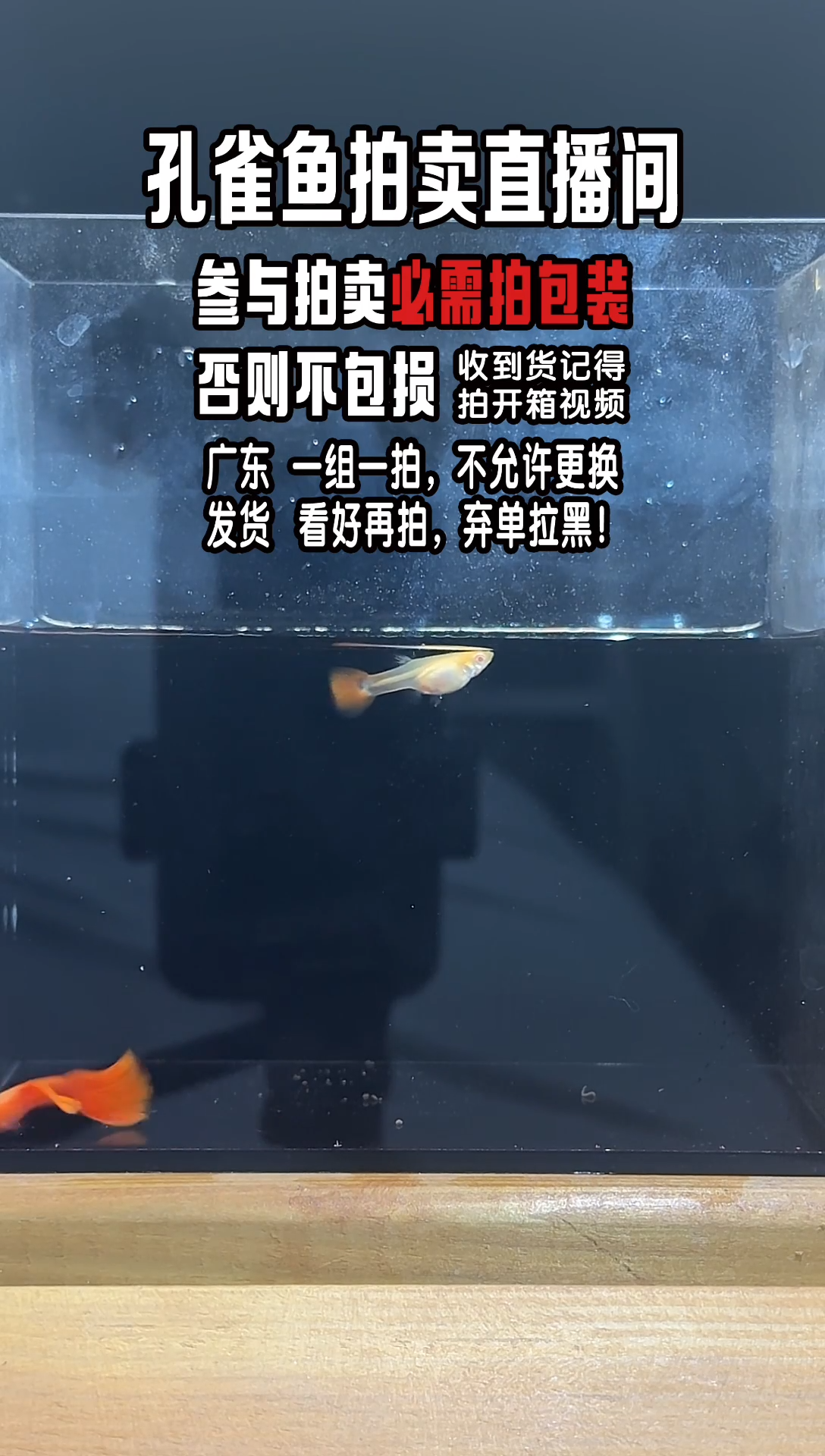 孔雀鱼血红孔雀鱼1对