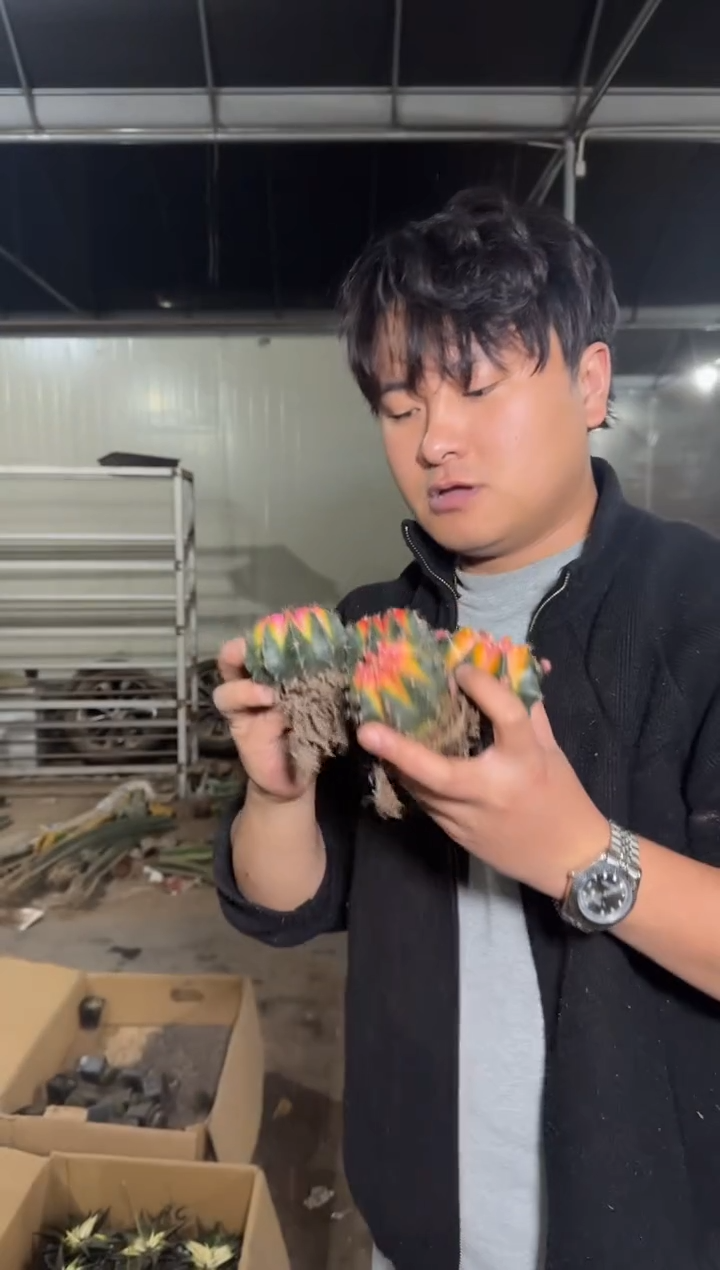 5颗 牡丹锦球【实生根】4-6cm