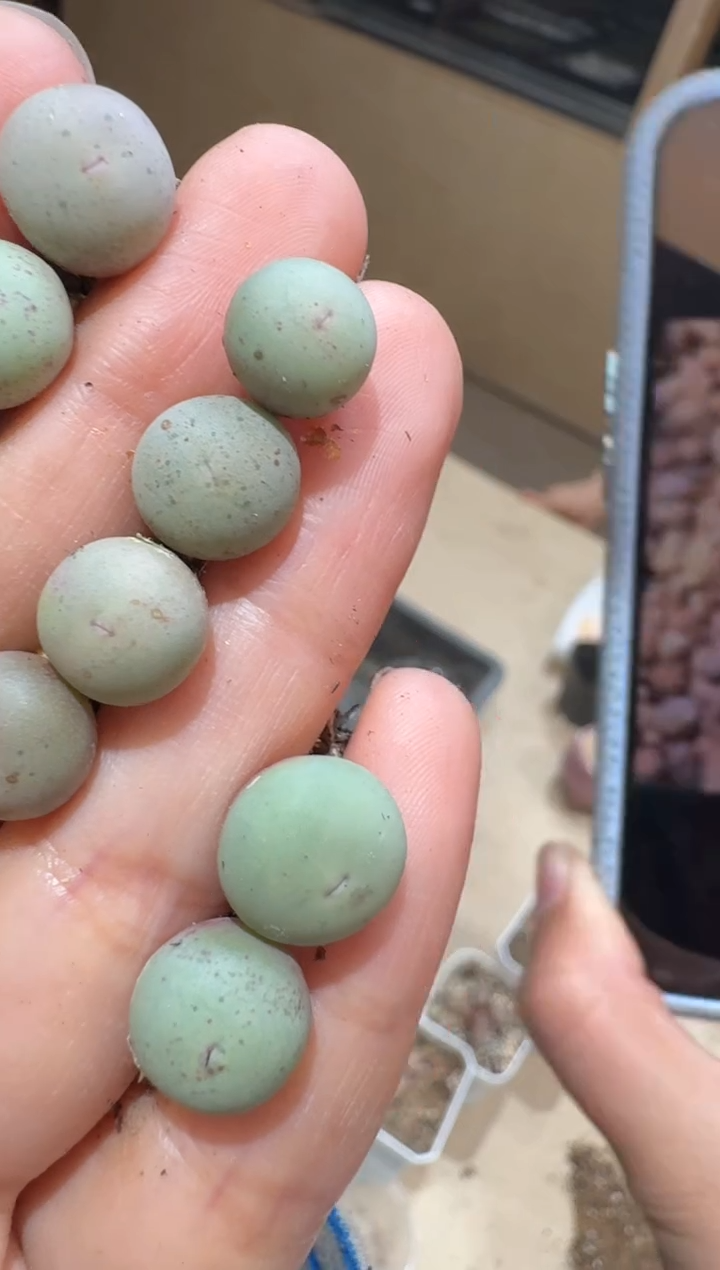 9-276多肉植物肉锥sh434优选定向V一颗