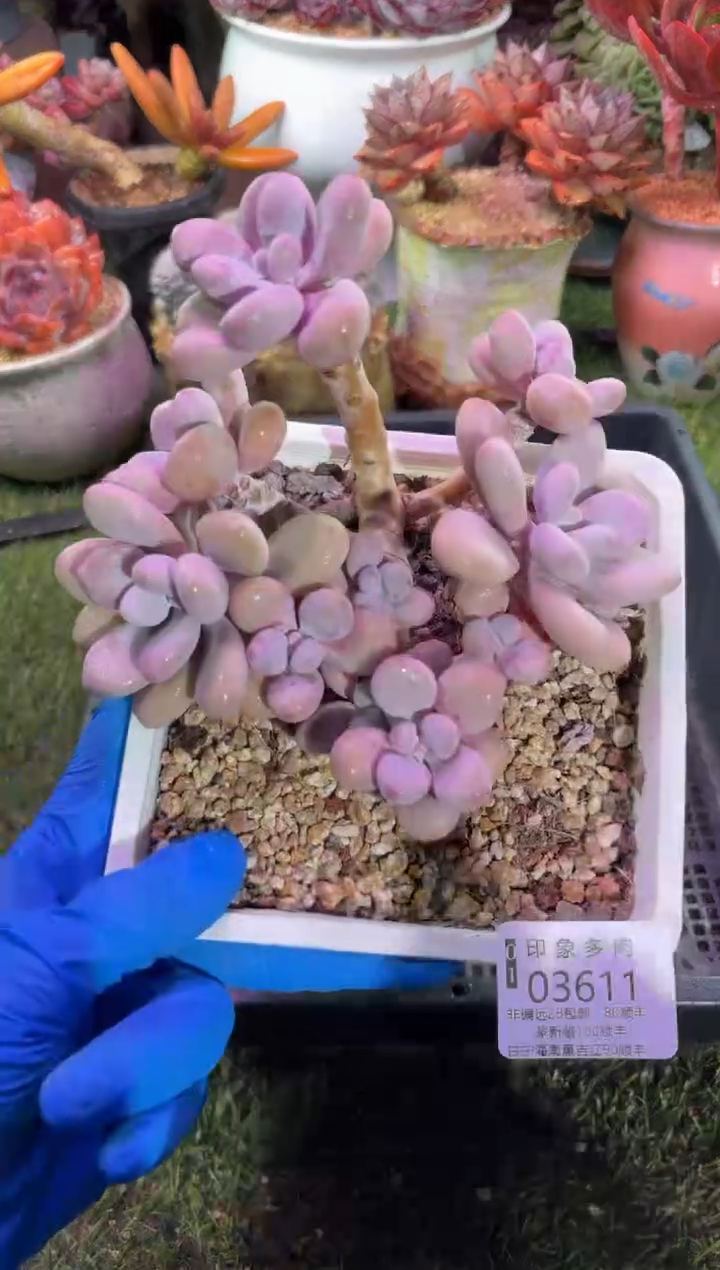 【闪购商品】03611