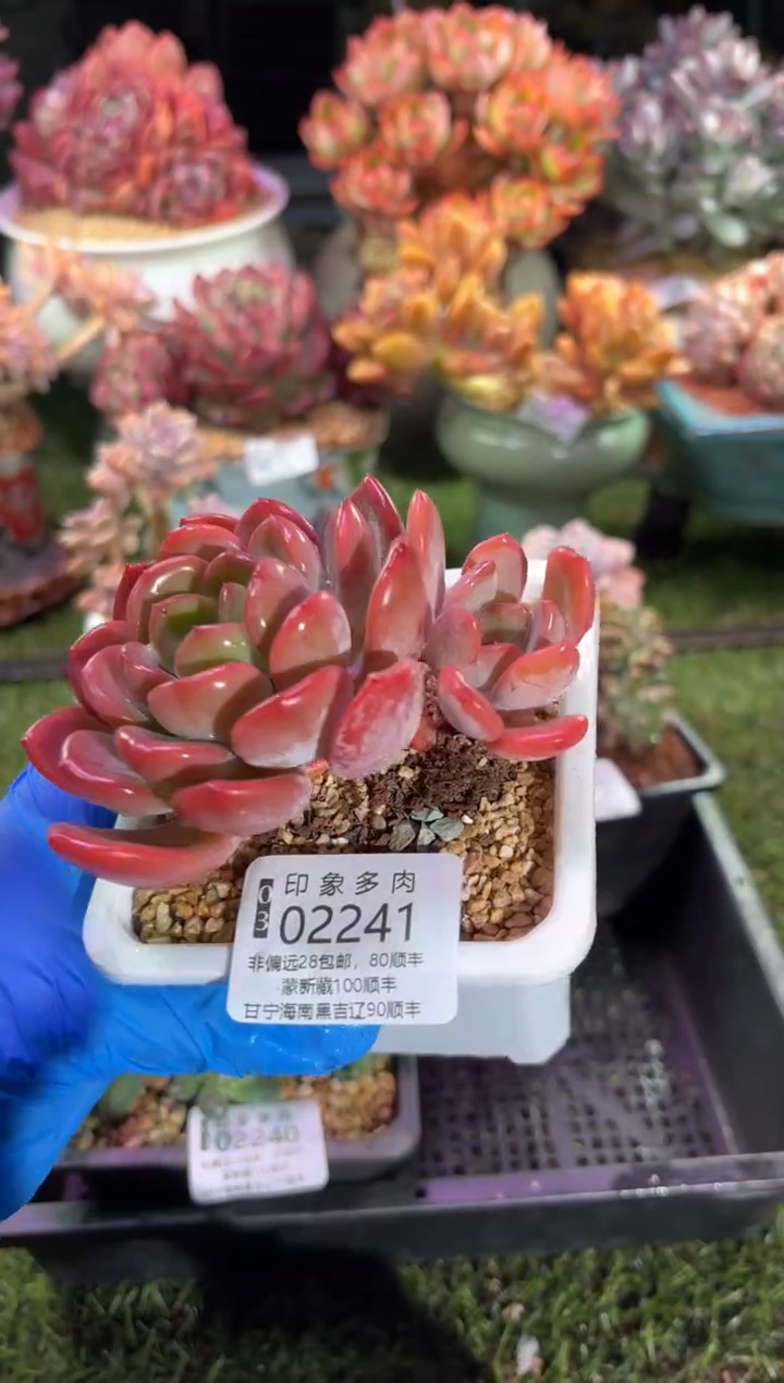 【闪购商品】02241