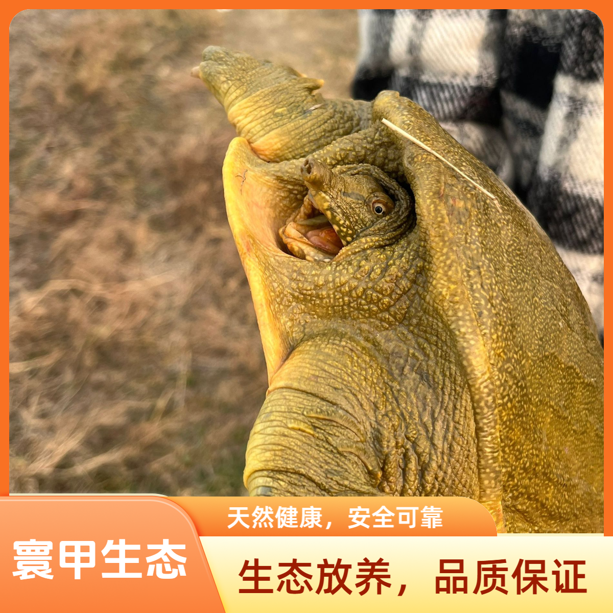 生态散养甲鱼两只共3-4斤生猛青黄背公母随机顺丰冷链包邮到家