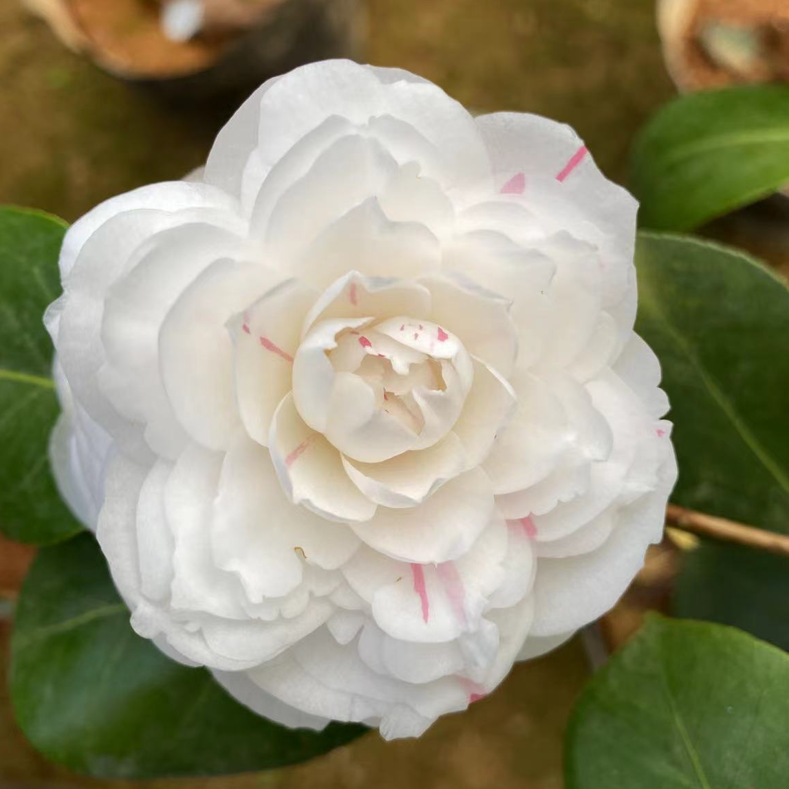 挂线嫦娥彩 品种茶花山茶花树苗原生苗小苗栽盆栽花卉基地直发