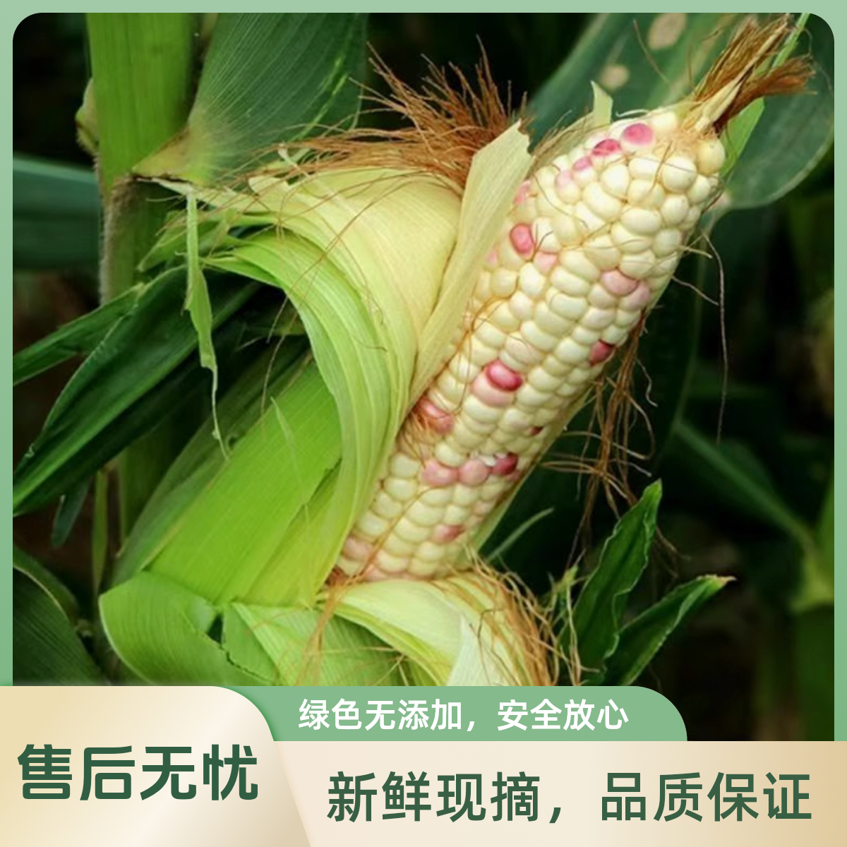 八卦洲特产新鲜花糯玉米软糯可口鲜香现采现摘顺丰包邮送货到家1-5斤江苏省江苏省