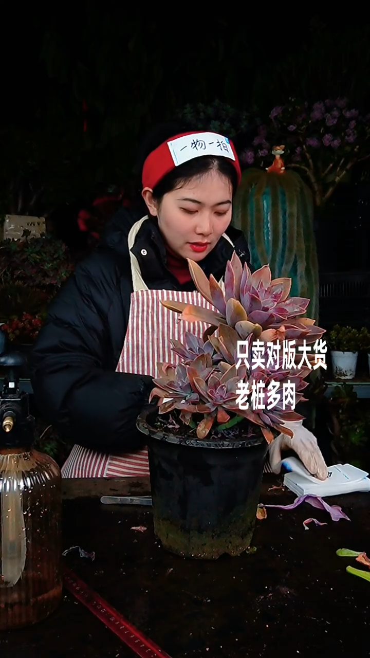 【闪购商品】太妃糖46号