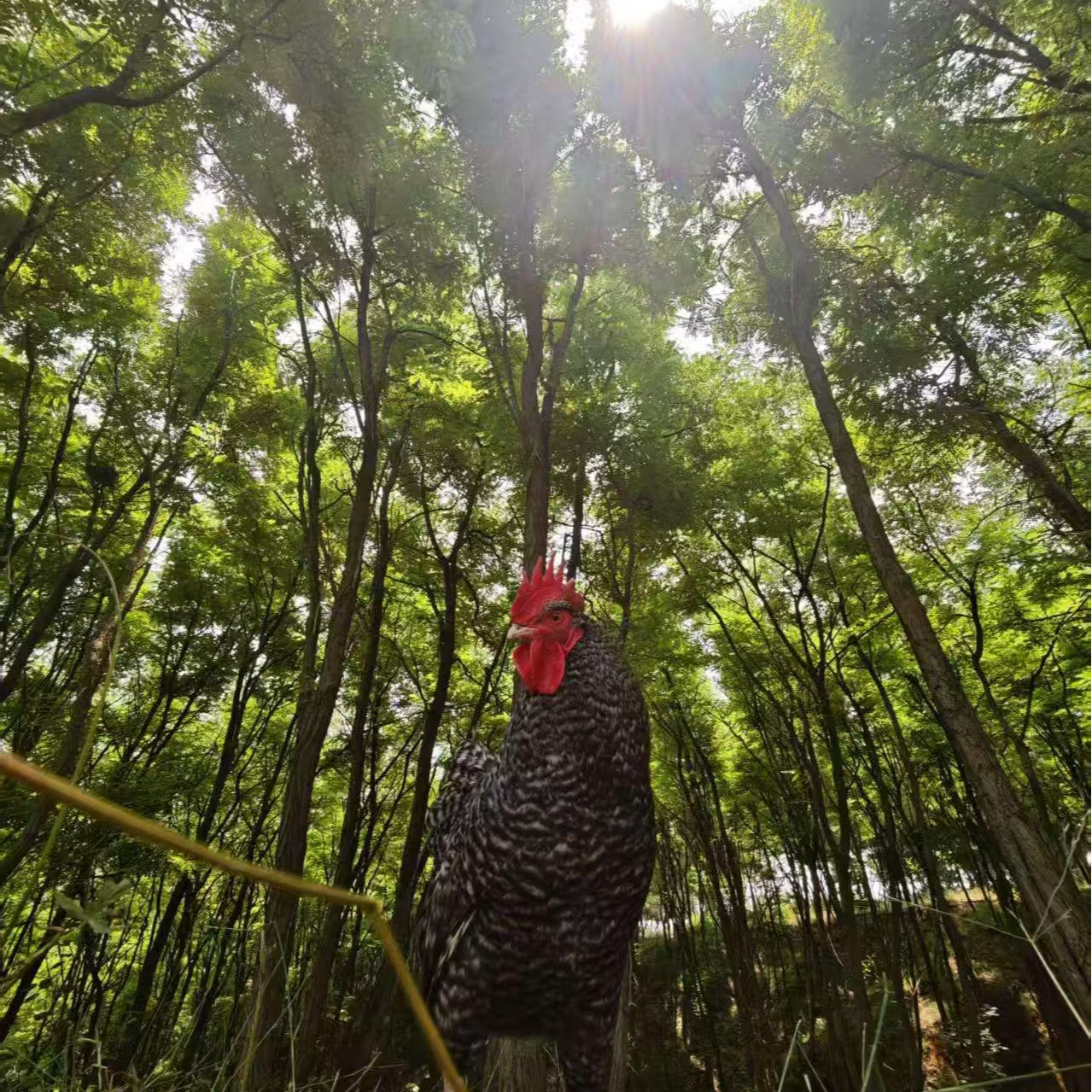 山林散养纯种芦花鸡，活鸡6个月两只京东包邮