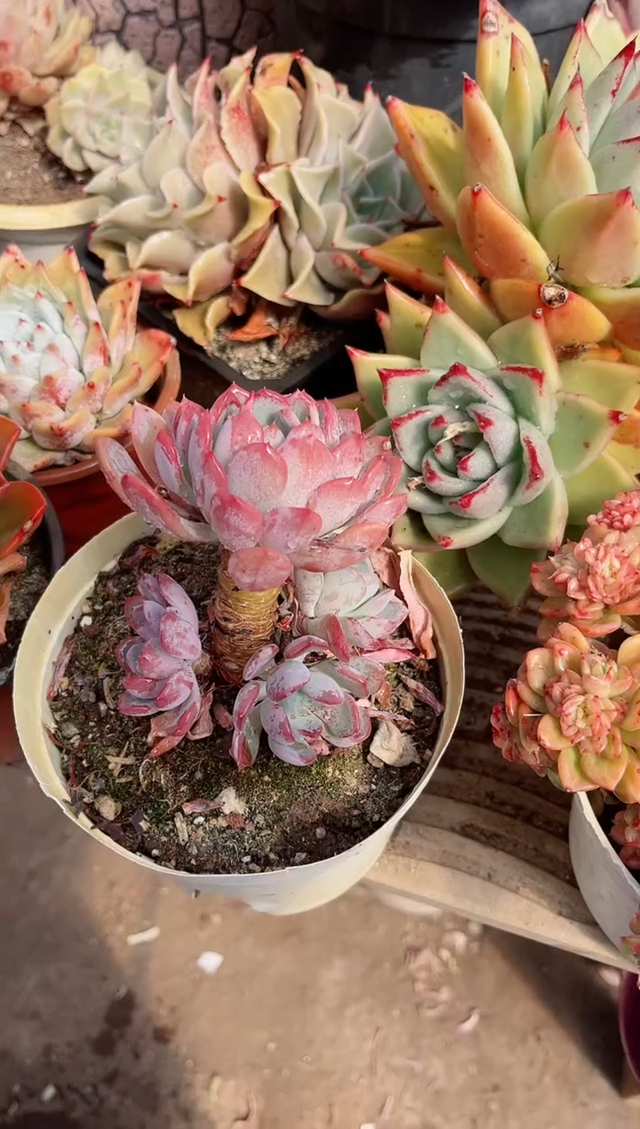 【闪购商品】06332