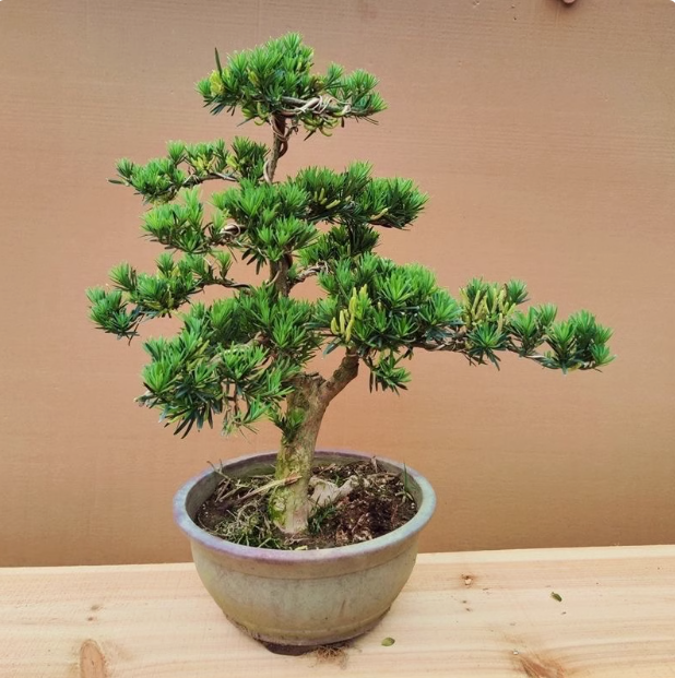 罗汉松庭院办公室绿植四季大型常青