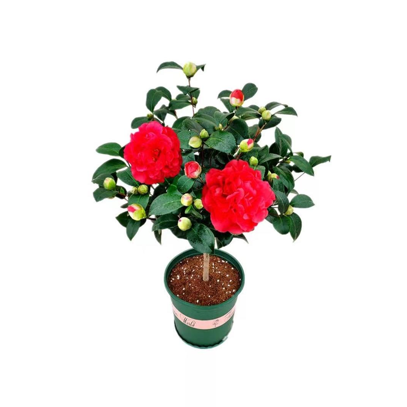 克瑞墨大牡丹茶花树苗带香味巨型大红花四季长青好养绿植盆景