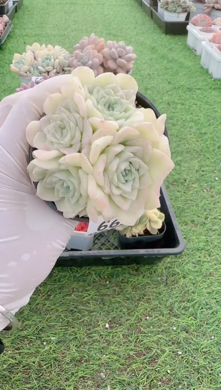 【闪购商品】梦会多肉一物一拍